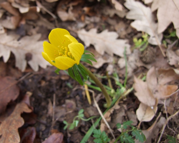 Eranthis hyemalis / Pi di gallo